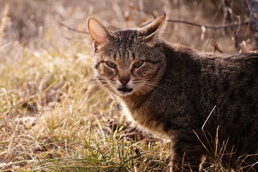 Тот самый взгляд