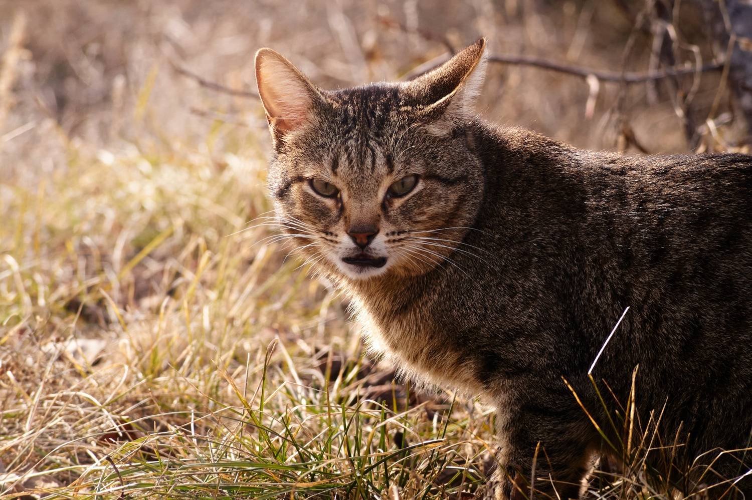 Тот самый взгляд