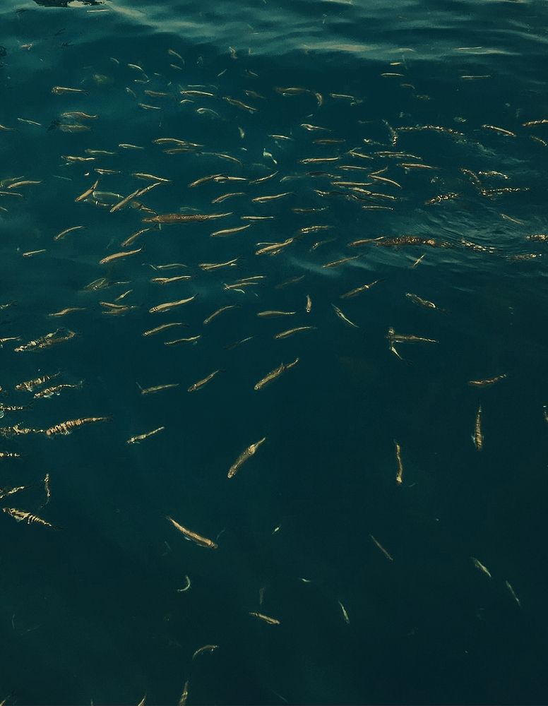 Photograph by Наталья Тополевская