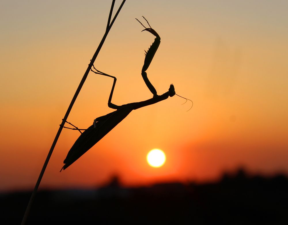 Photograph by Светлана Шубина
