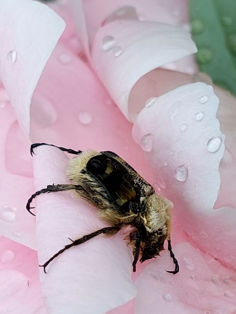 Photograph by Ирина Жукова