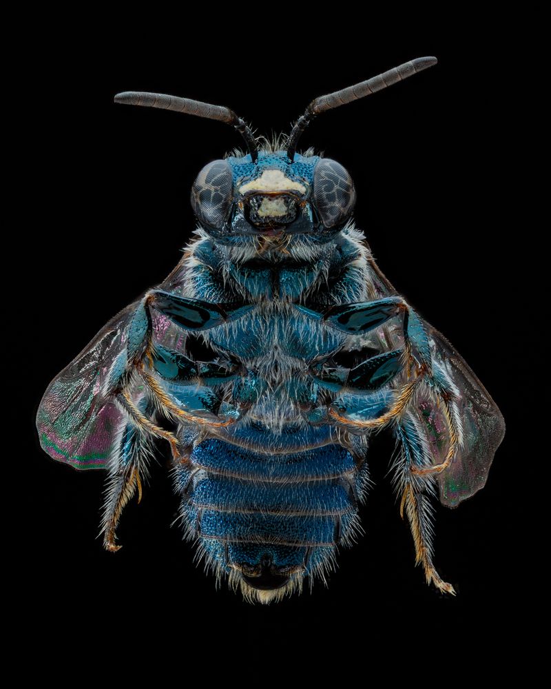 Spurred Ceratina
