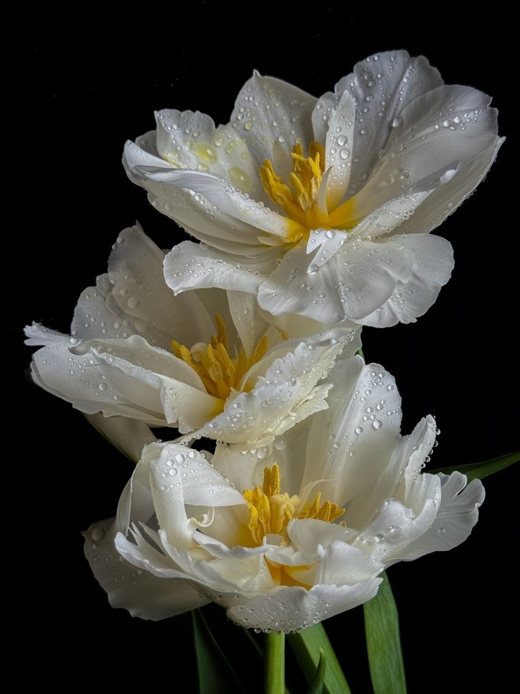 Photograph by Олена Уманцева