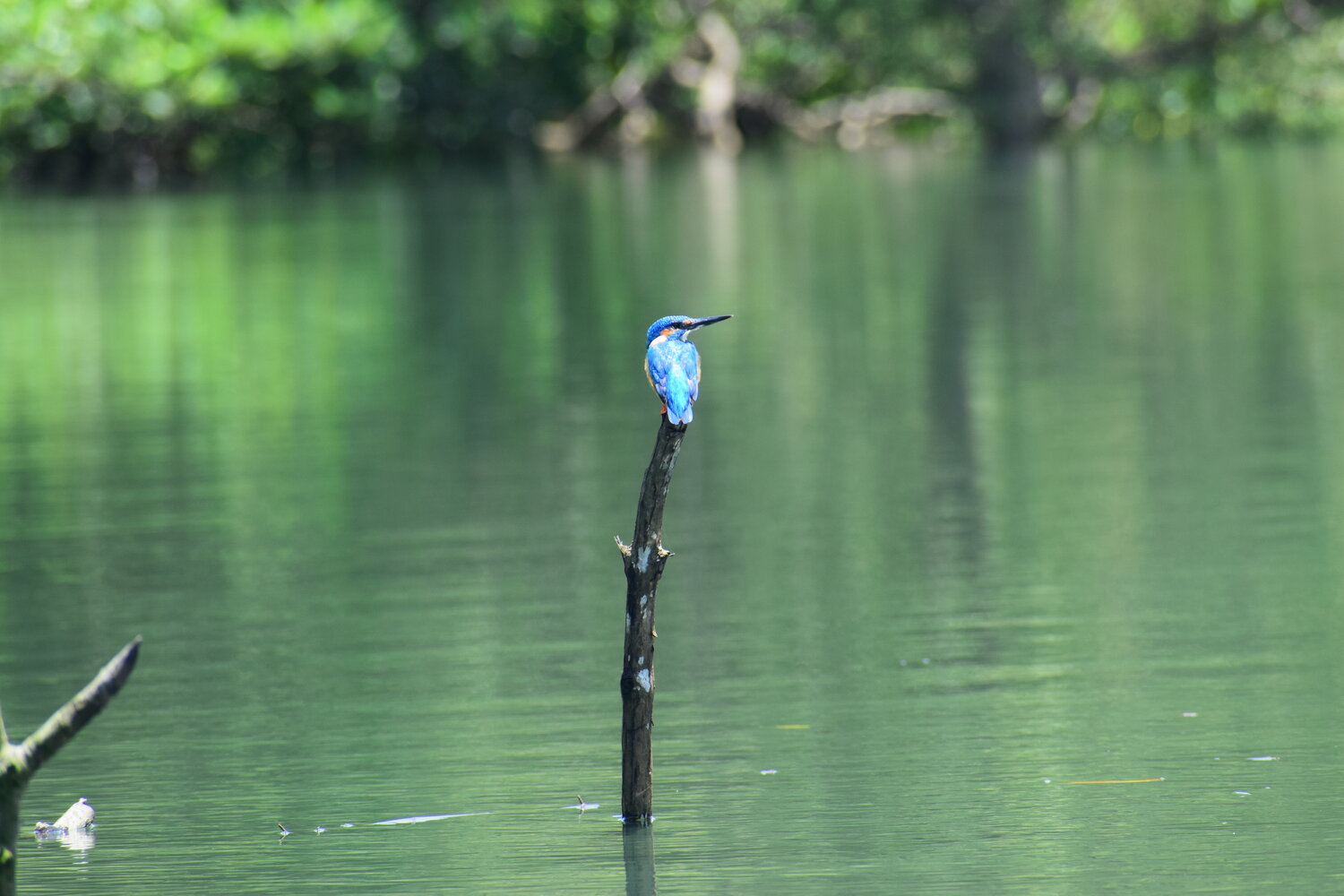 Photo #13280042