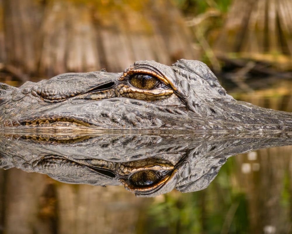 Reflecting the Untamed