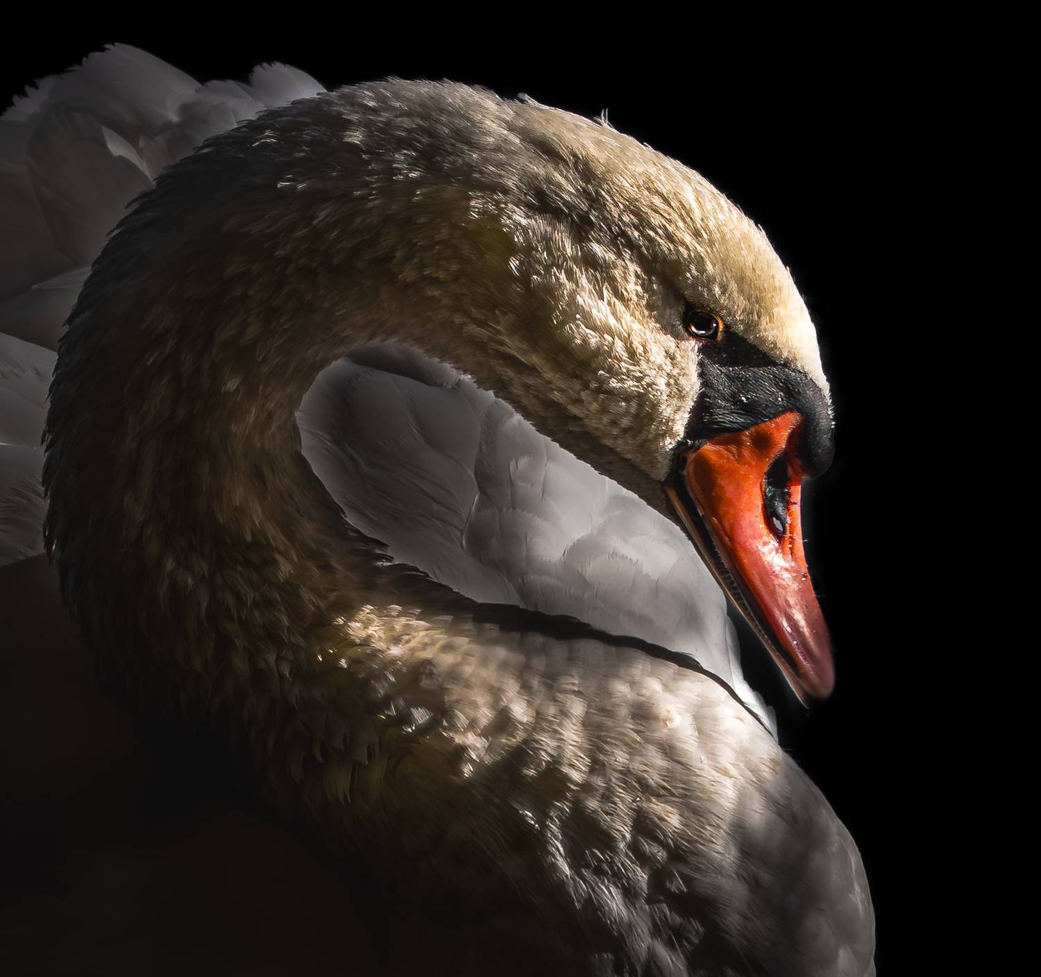 Swan Portrait against Black