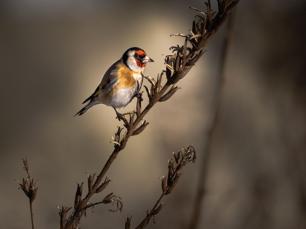 Goldfinch on a Winter Branch