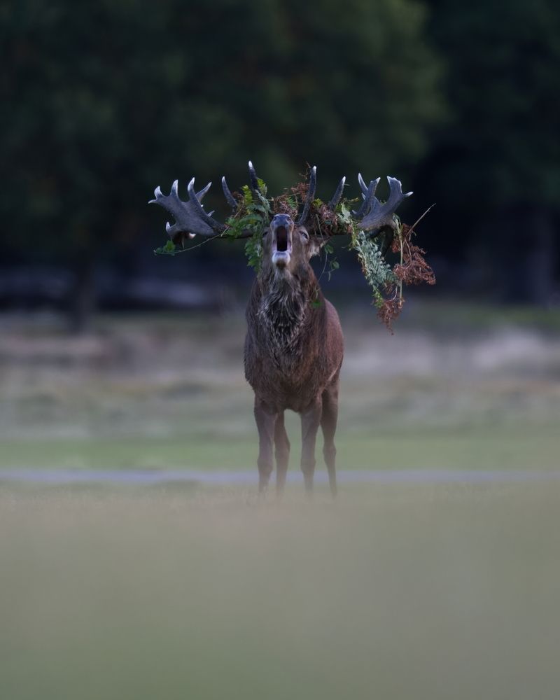 The Call of Dominance