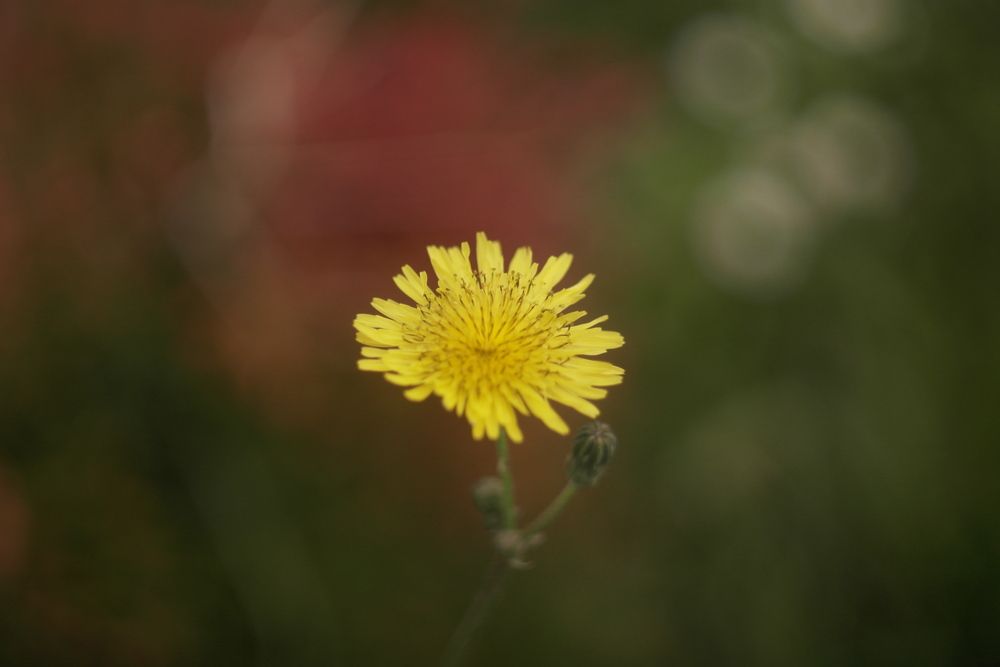 Photograph by Bojan Nikolovski