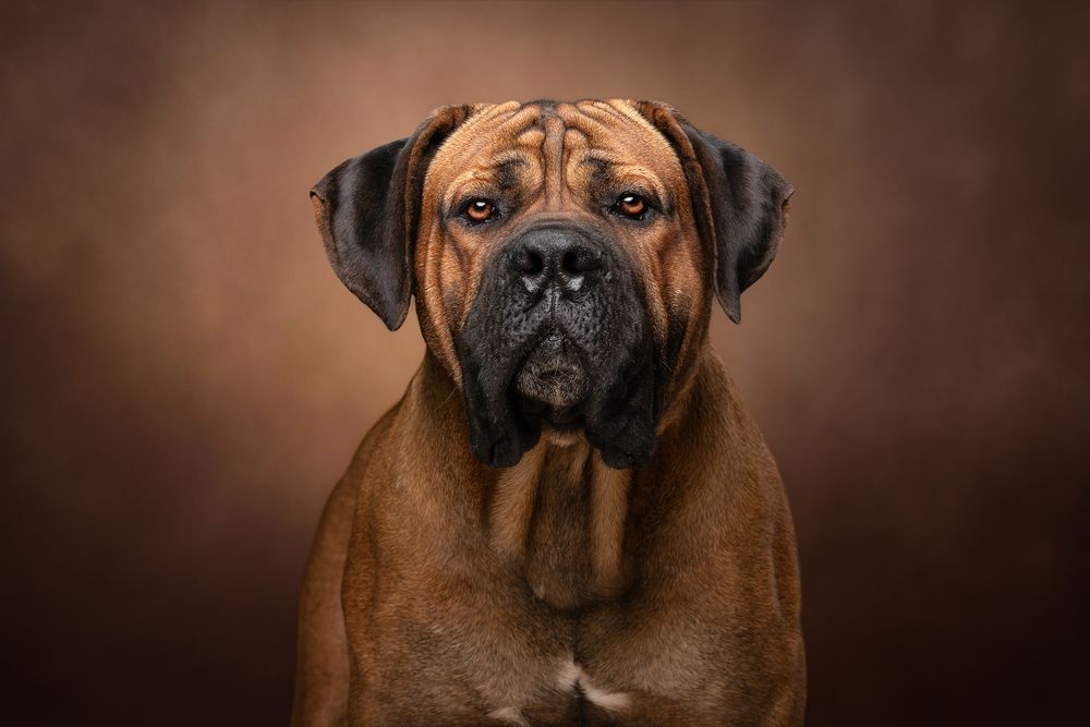 Magnus