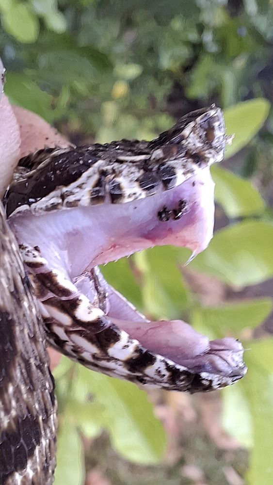 Bothrops atrox