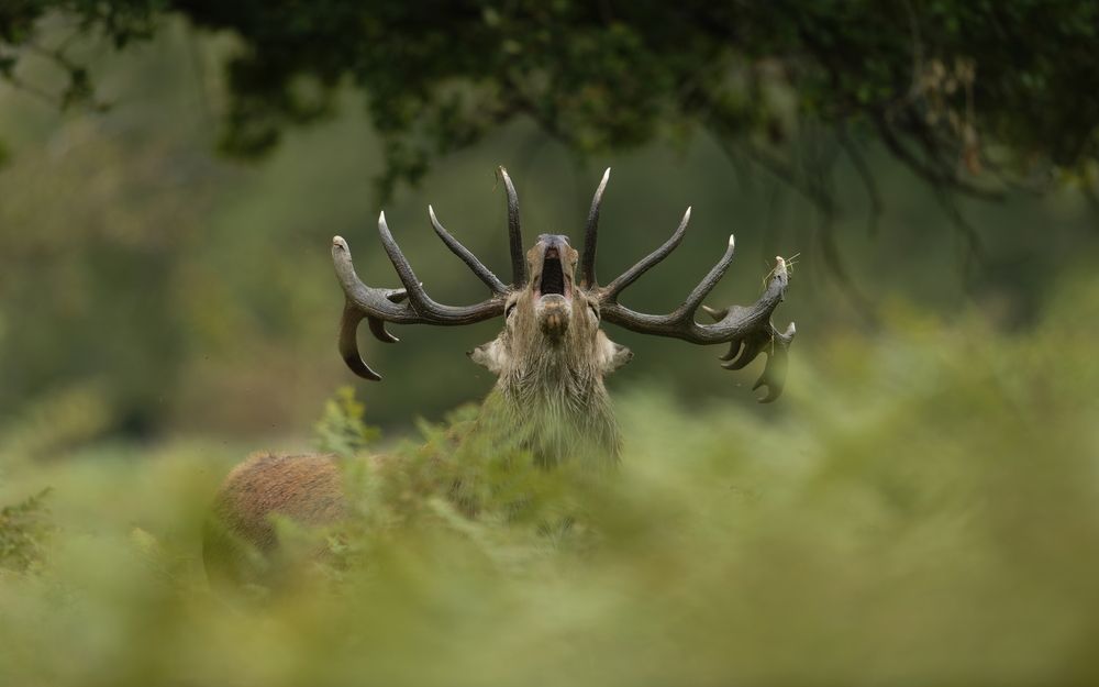 The Voice of the Forest