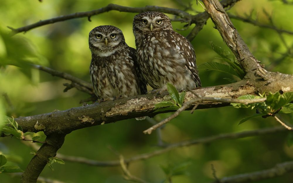 Guardians of the Orchard