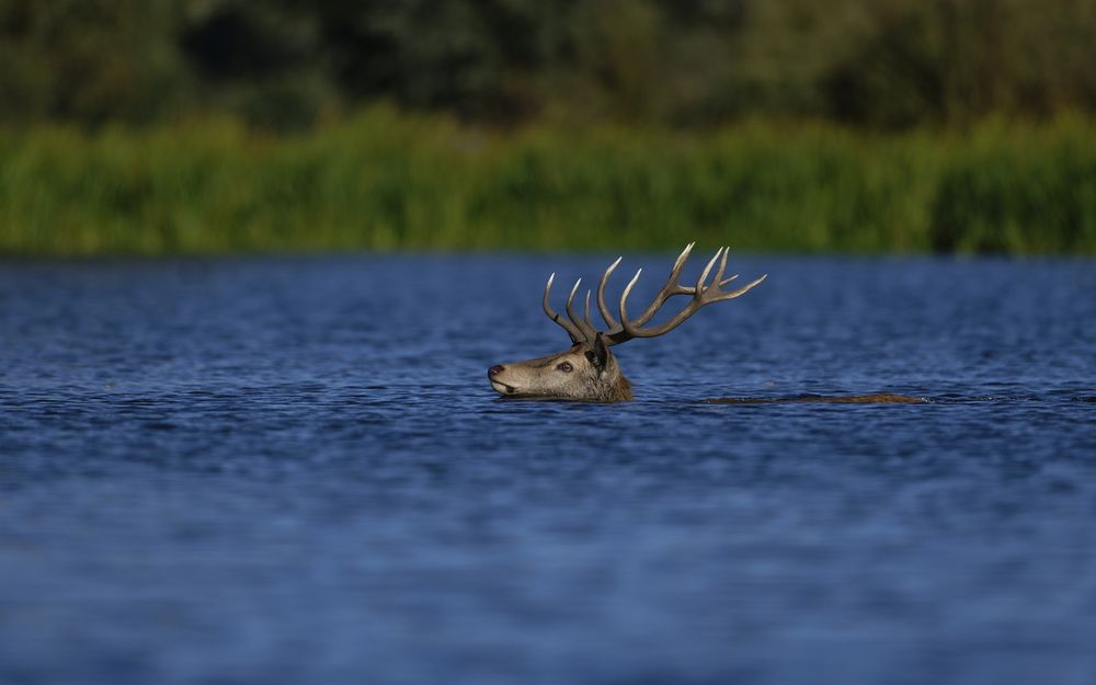 The Crossing