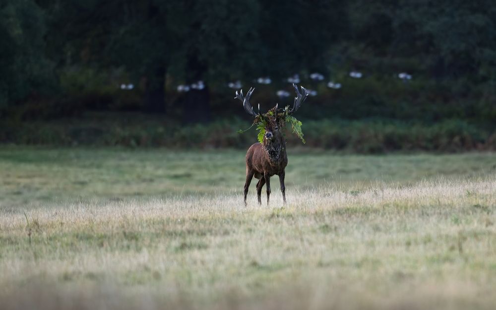 The Forest King
