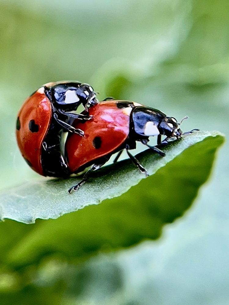 Божьи коровки.