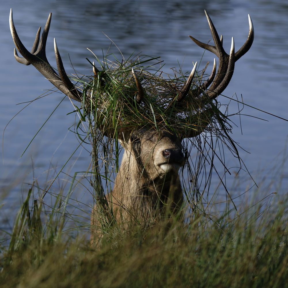 Crowned by Reeds
