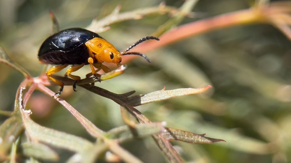 Фотография автора Ben Gorman