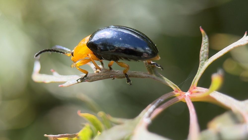Фотография автора Ben Gorman
