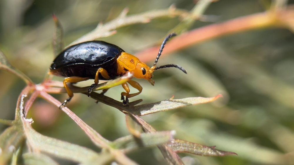 Фотография автора Ben Gorman