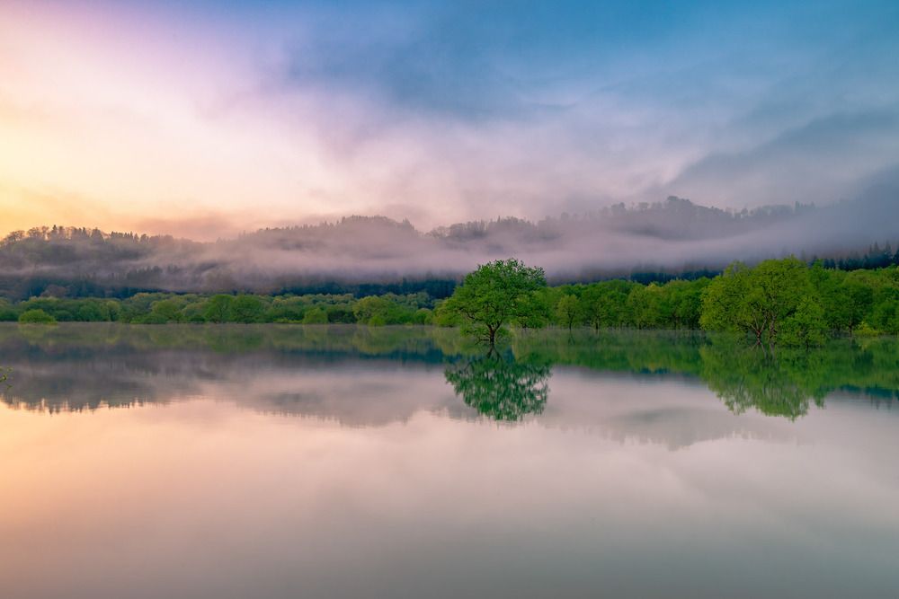 The Submerged Forest Awakens