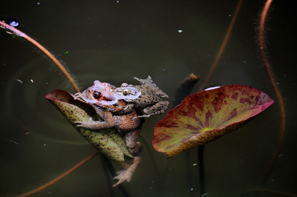 Photograph by Светлана Щемелева