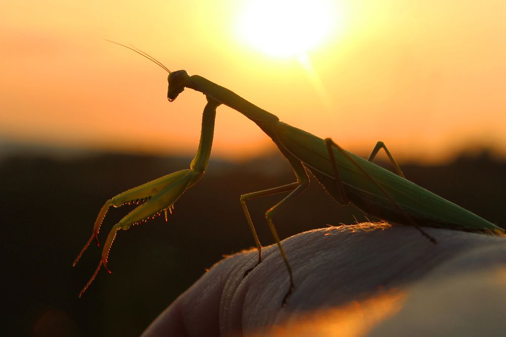 Photograph by Светлана Шубина