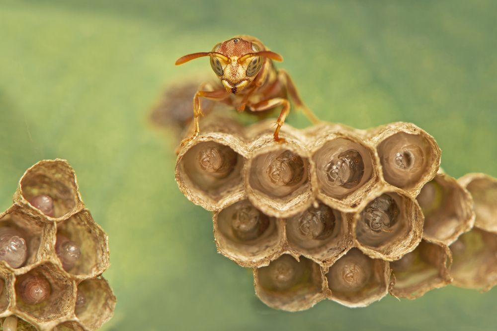 Mom care of Paper wasp
