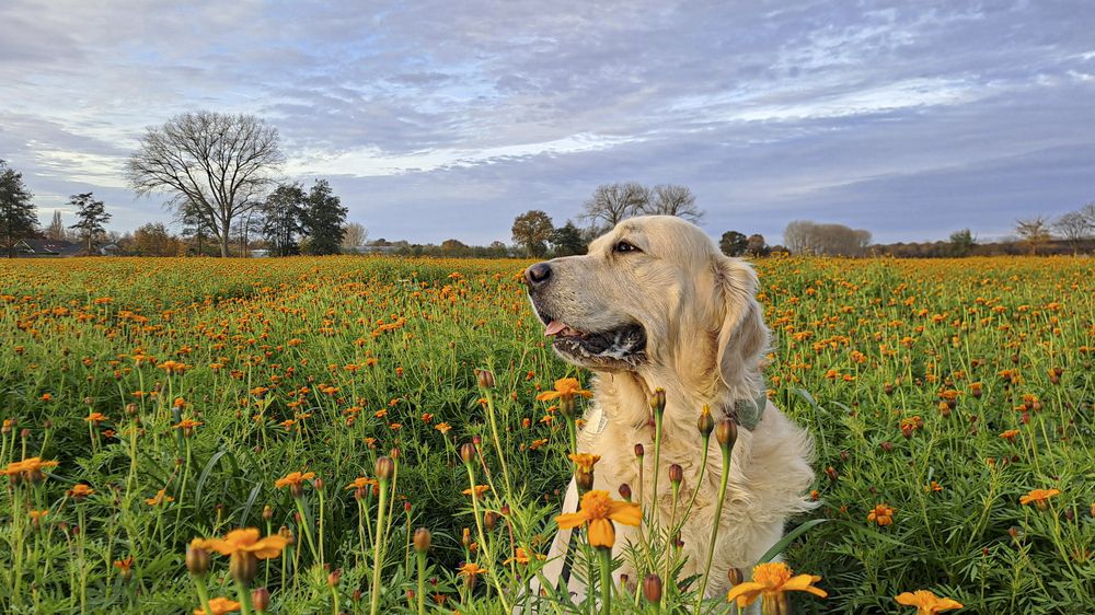 Flower power