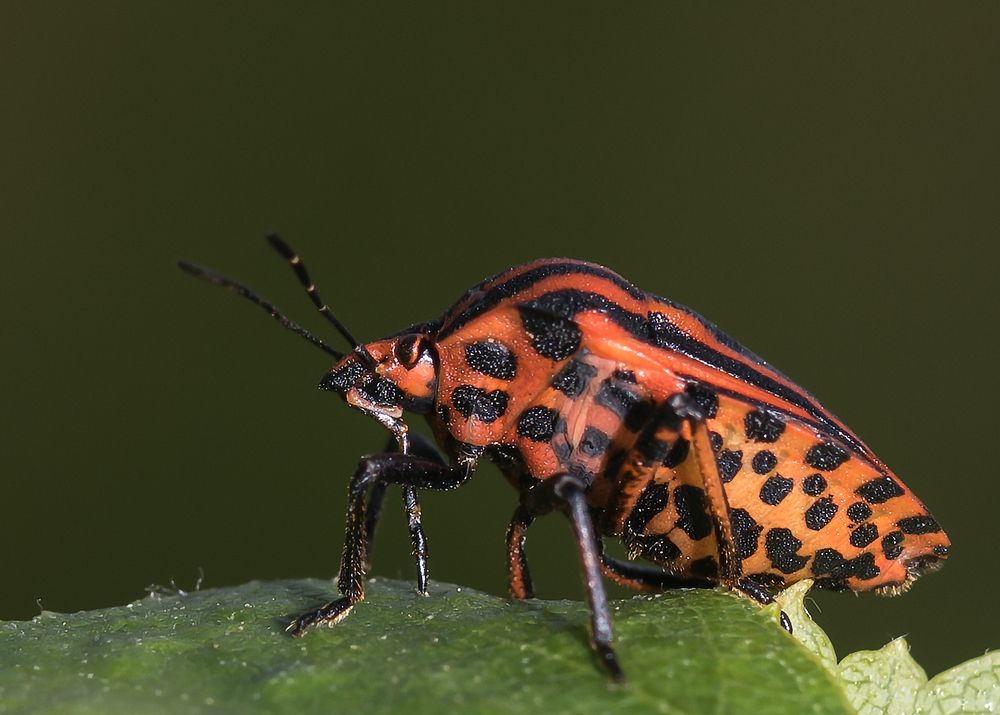 Photograph by Victor Stepanov