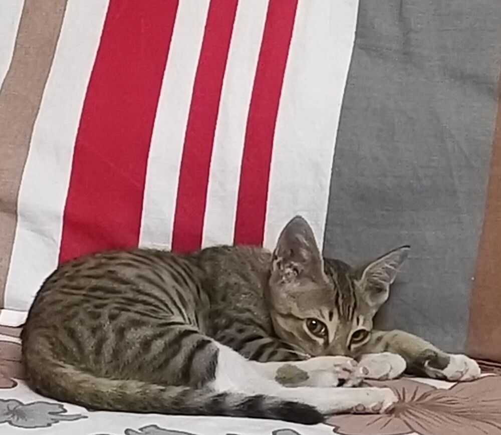 Kitten watching