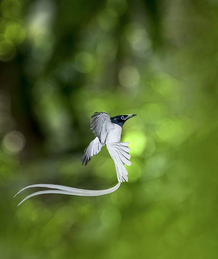 Фотография автора Rajarshi Bhattacharya