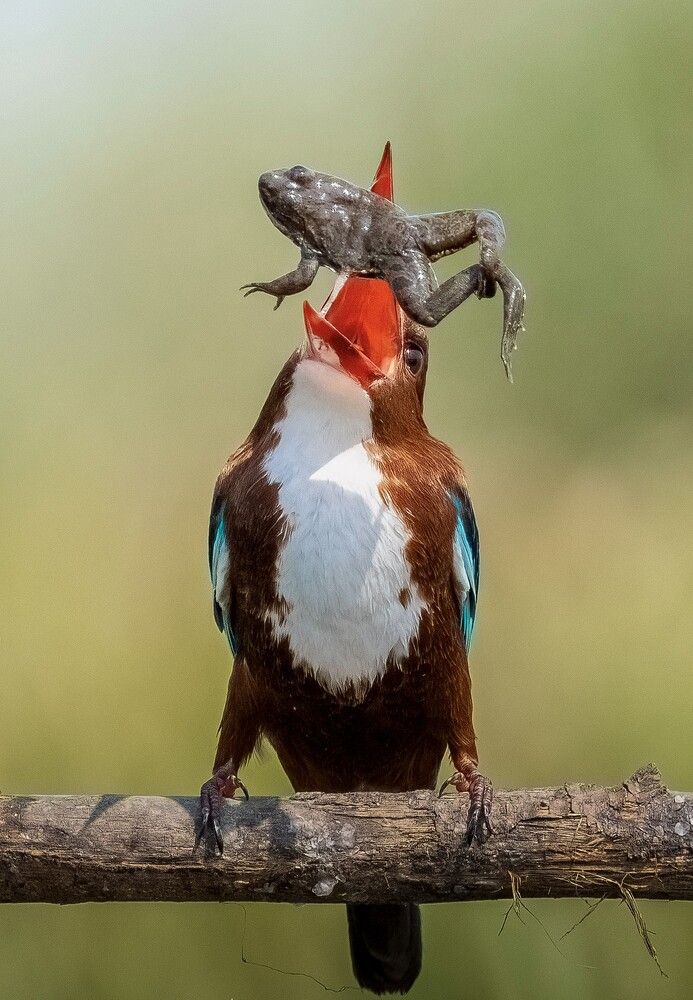 Фотография автора Rajarshi Bhattacharya