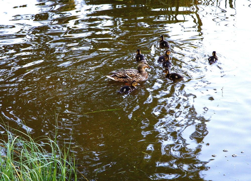 Материнская любовь...!!!