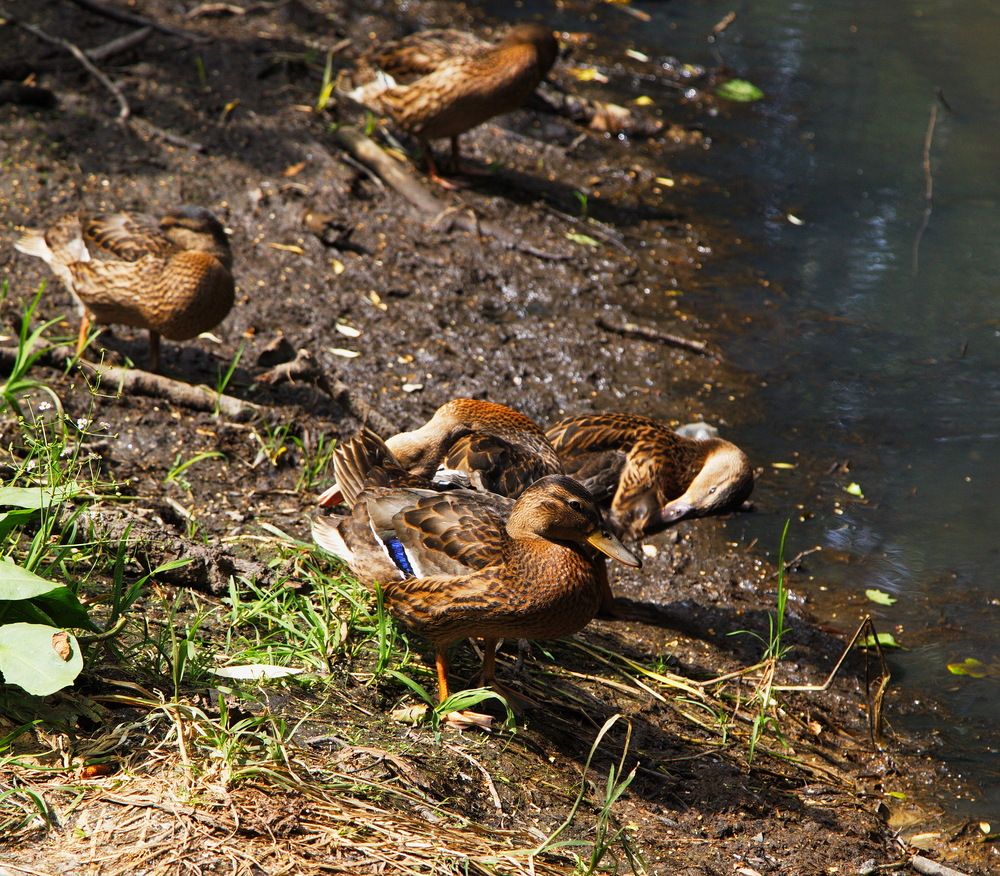 Нежность...!