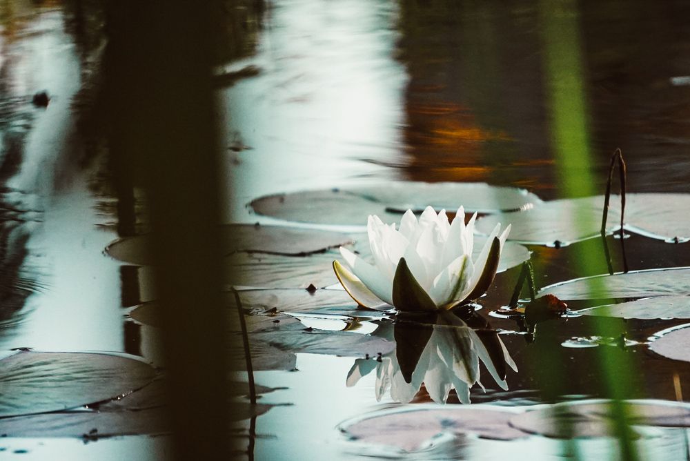 Photograph by Алёна Притула