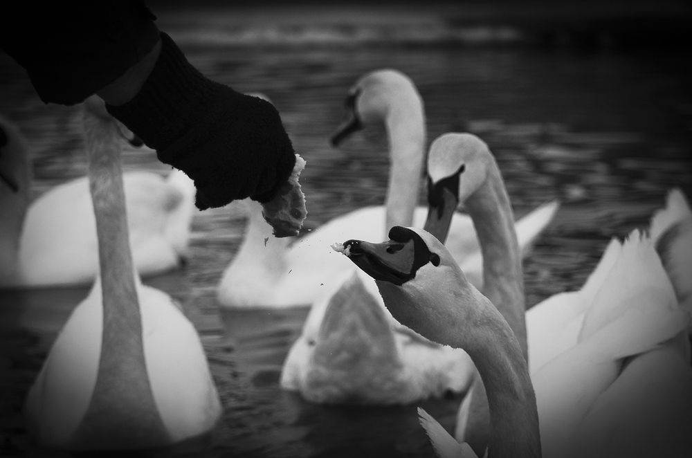 A Man Feeding a Swan at −20°C