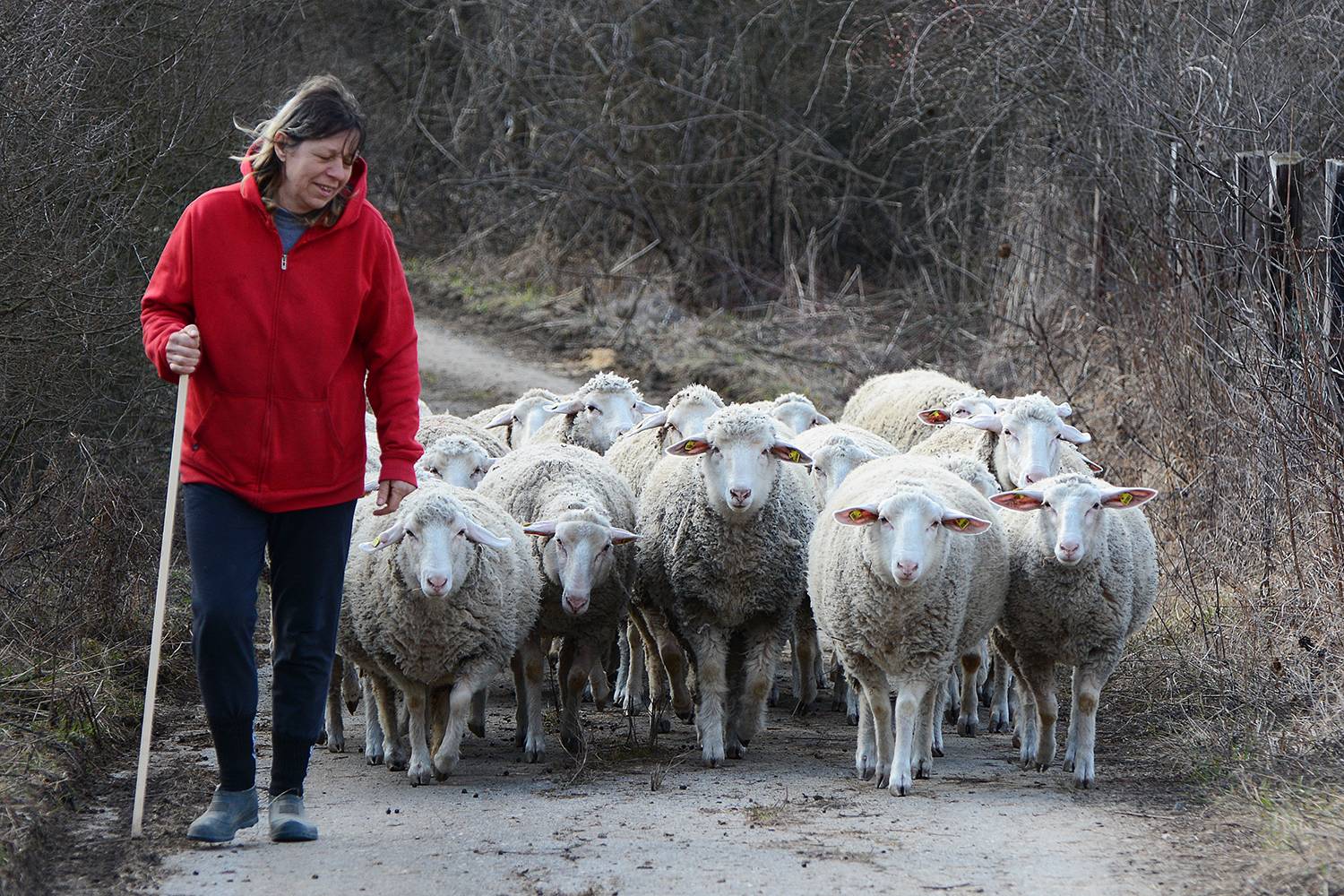 Walking with Sheep