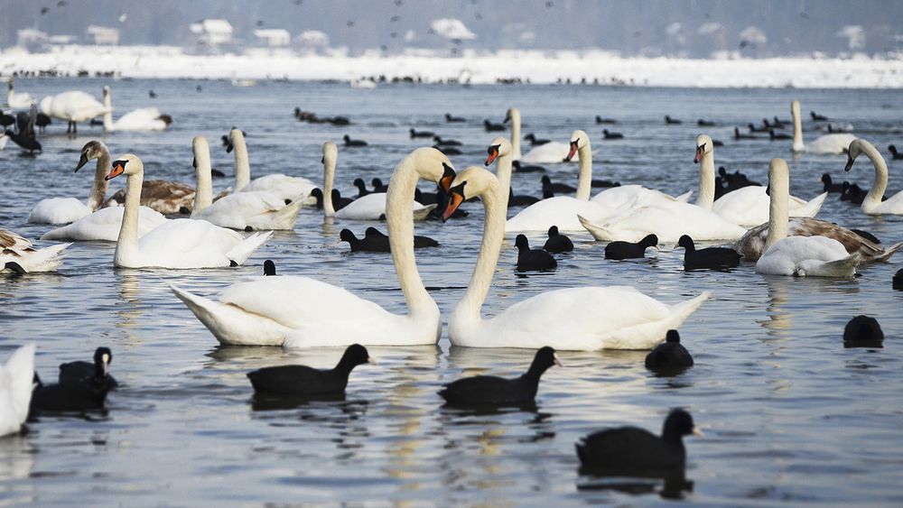 Intimacy on the Danube