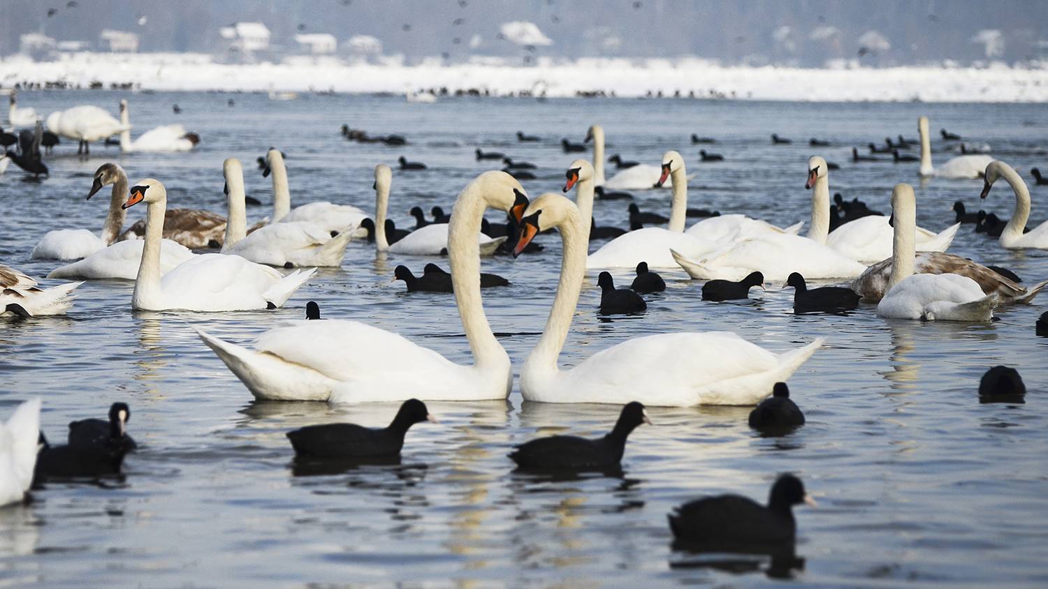 Intimacy on the Danube