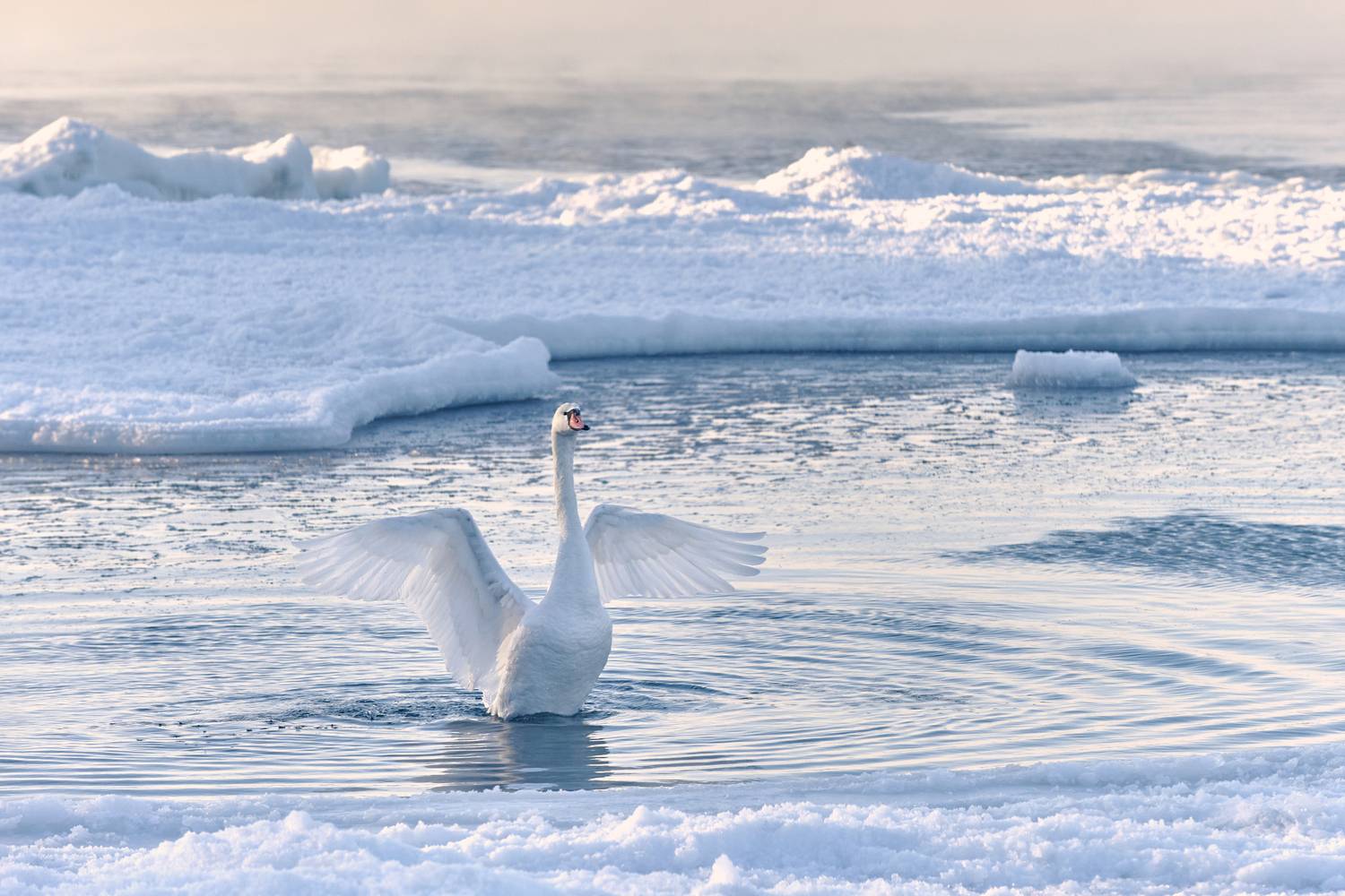 Царевна-лебедь Царевна-лебедь