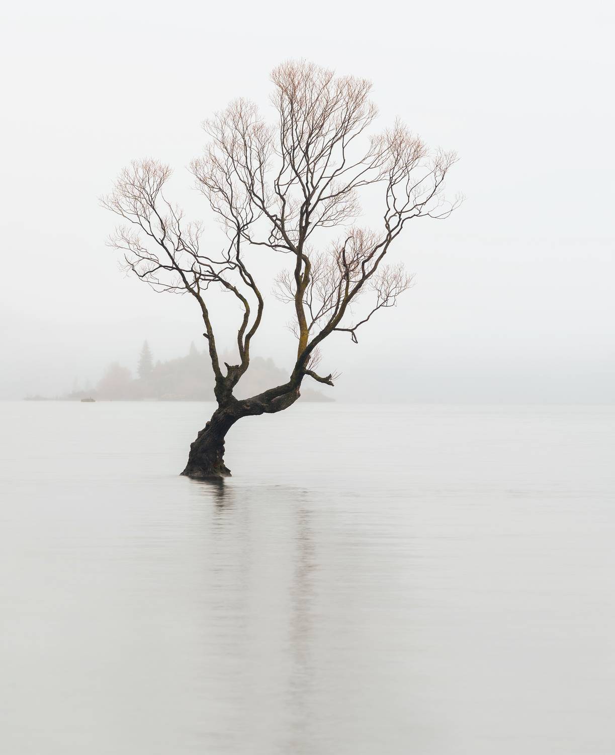 That Wanaka Tree, South Island, June 2025, New Zealand