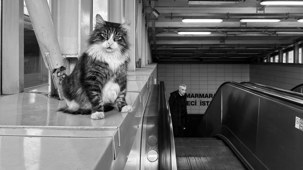 Photograph by Esra Erdoğdu