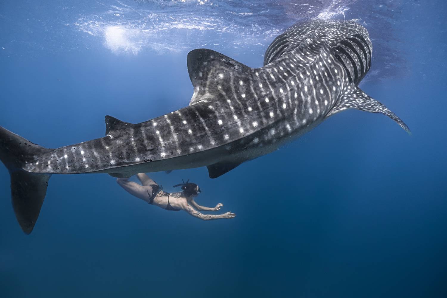 Под крылом океана