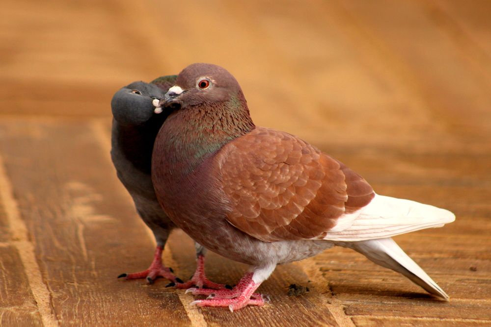 Photograph by Алексей Макаров