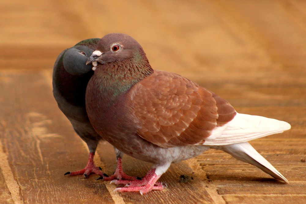 Photograph by Алексей Макаров