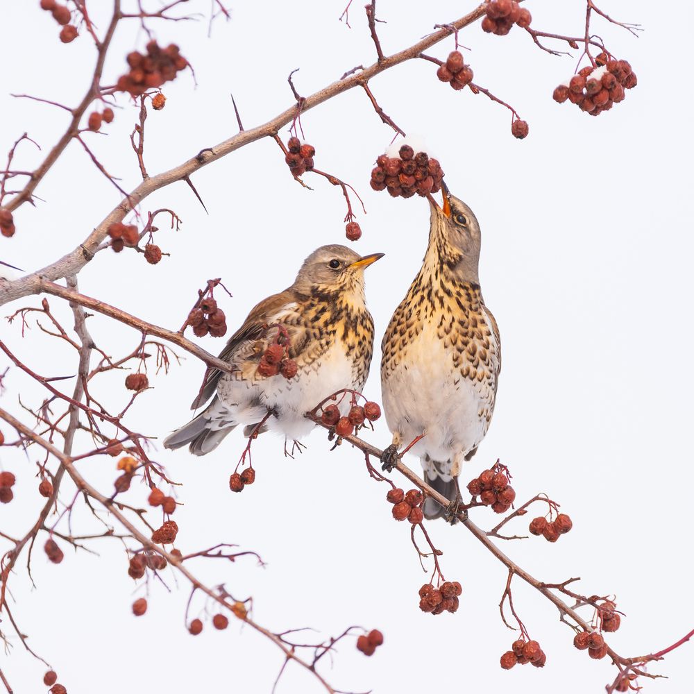 Двое на рябине