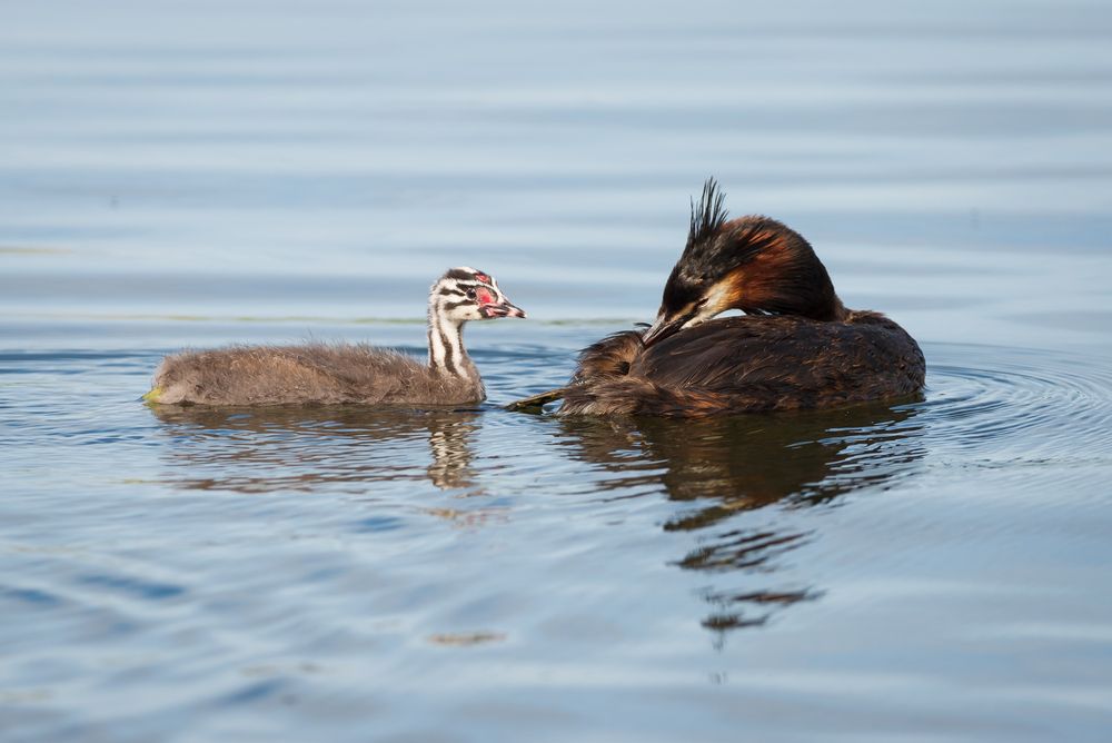 Мама и малыш