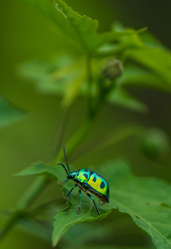 Фотография автора Vijay Richhiya