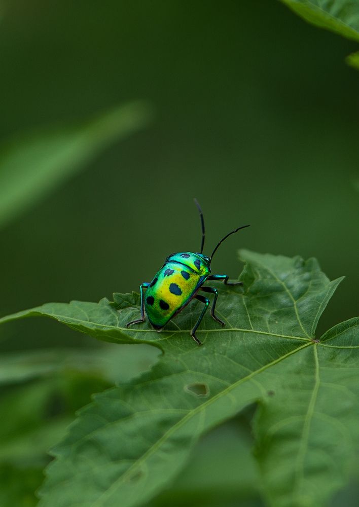 Фотография автора Vijay Richhiya